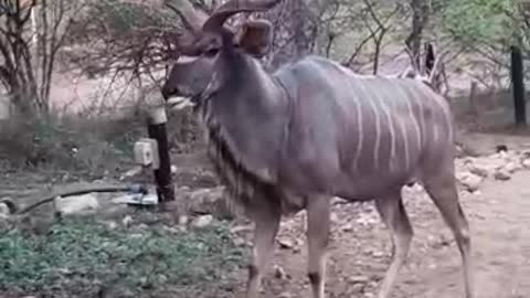 Kudu eating an apple