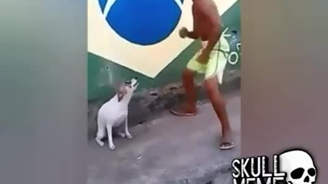 Cachorro dançando muito