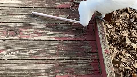 Cockatoo Turns Wind Chime Tube Into Toy