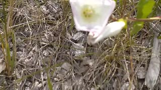 Field Bindweed