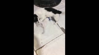 My cat and dog play with each other