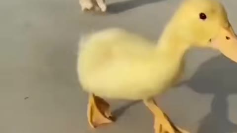 dog running after the duck (funny animals)