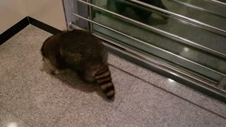 Raccoon exploring the house