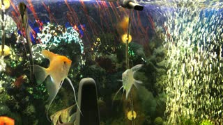 Angelfish gold fish and bala shark