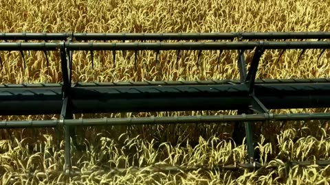 The combine goes through a field of winter wheat