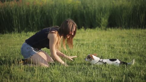 Dog Training - Things Every Dog Should Learn Right Now