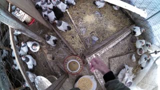 Feeding the Chickens