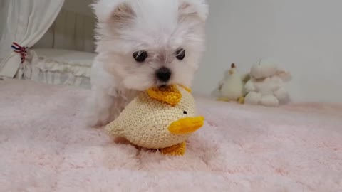 Cute Tiny Maltese