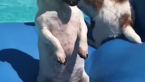White and brown dog sits upright on blue pool floaty