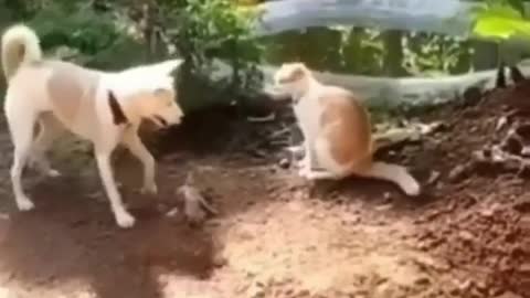 Dog and cat funny video