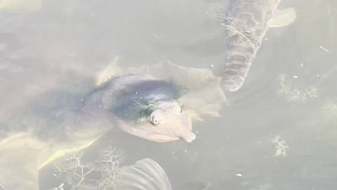 Florida Softshell Turtle Sports a Stylish Toupee