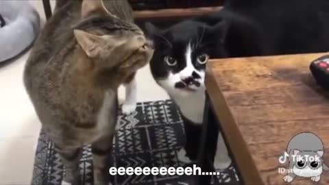 Talking Funny Cat What is he saying