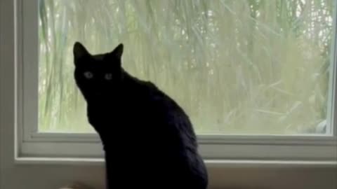 Adopting a Cat from a Shelter Vlog - Cute Precious Piper is a Long Kitty in the Window #shorts