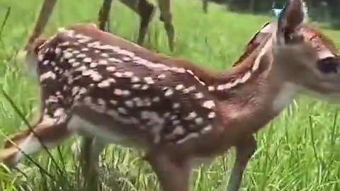 Momma doe “blows” and fawn drops to protect itself from any potential dangers.