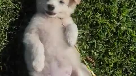 Cute puppy lying on the grass