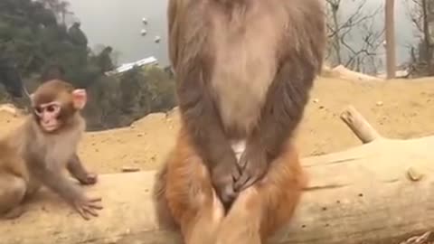 style of monkey