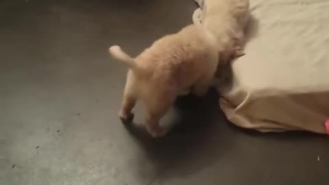 8 weeks old foster puppies golden retriever