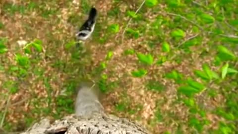 Cute birds baby flaying the tree,,amazing clip