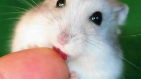 Funny cute hamsters compilation
