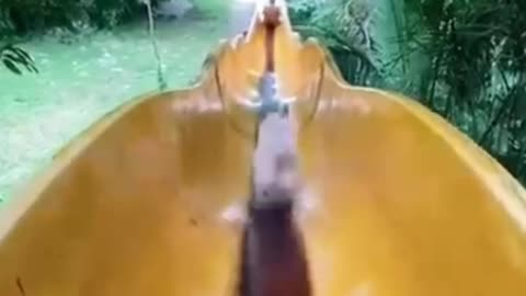 Water park for puppies