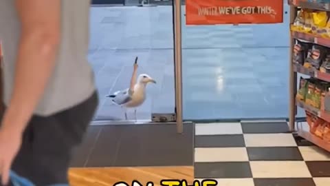 🕊️🍽️ Wildlife | "Seagull Got to Eat Any Way Possible" - Resourceful Dining | FeedingFrenzy | FunFM
