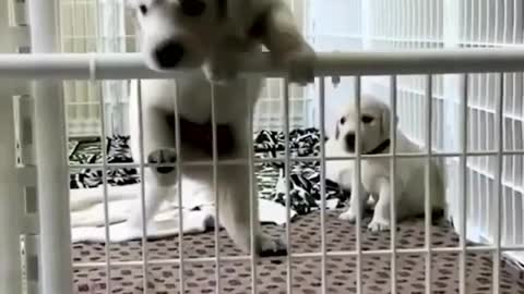 Cute puppy going little adventure🐶