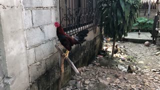 This rooster answers when called