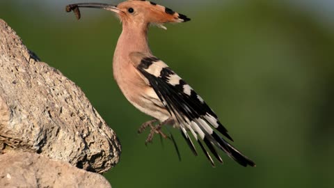 The Hoopoe: Close Up HD Footage (Upupa epops)