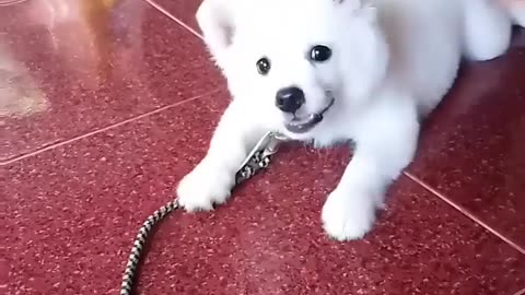 Cute baby dog barking