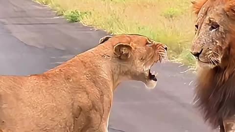 Lions Courting on the Open Road