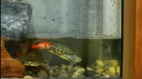 turtle fighting for food