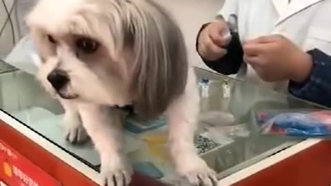 Funny Dog Injection videos - Dog Injection Funny Compilation