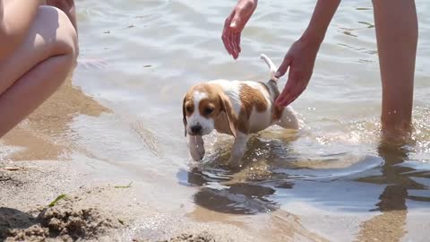 Little Dog Beagle swim on a Lake Water at Summer Sunny Day