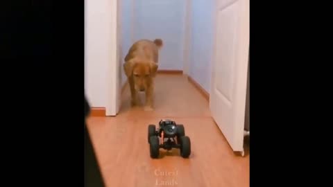 Dog is afraid of remote controlled car