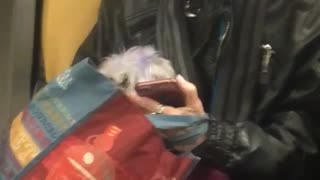Woman and dog hair purple dye
