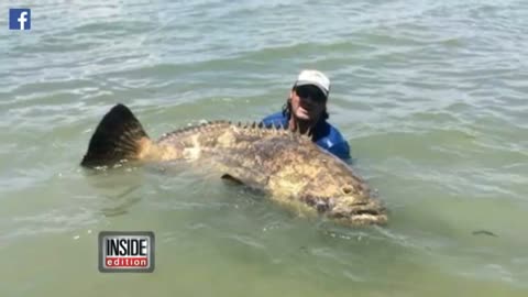 Man Catches Record Breaking 500 Pound Grouper from a Kayak!