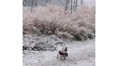 pups first time in the snow