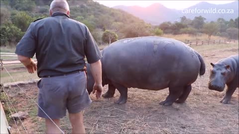 Meet eMMa – A hippo that was rescued when she was just a week old!