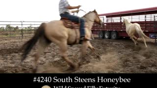 4020 South Steens Honeybee - 2019 Wild Spayed Filly Futurity