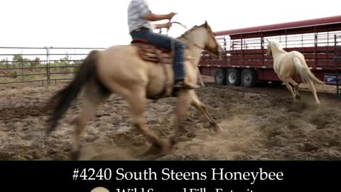 4020 South Steens Honeybee - 2019 Wild Spayed Filly Futurity