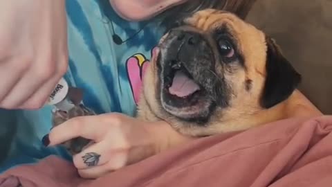 DOG SCREAMS LIKE HUMAN WHEN GETTING HIS NAIL CLIPPED|Funny