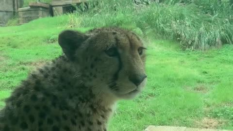 a friendly cheetah