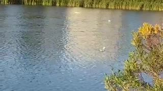 Nature shorts: Seagull bathing leisure