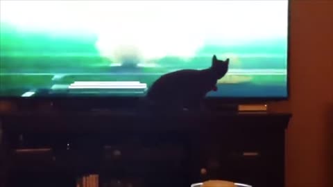 Kitten That Watches Television