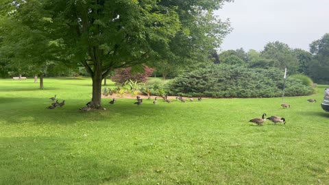 My greeters at James Gardens today