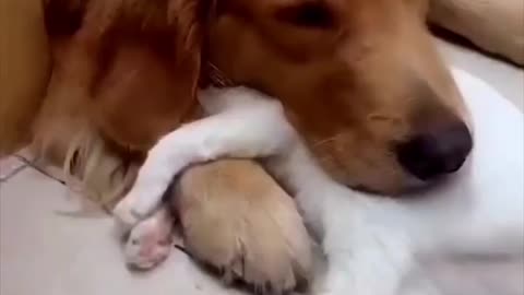 Some times, only a doggo's ear can shield you from this cruel world | Cool Pets