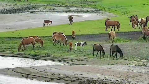 horse farmer