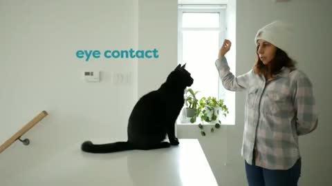 Smart cat trening in home
