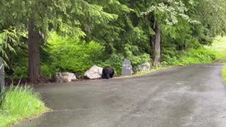 Bear at Lost Lake Park