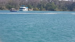 Dolphin in the tweed river